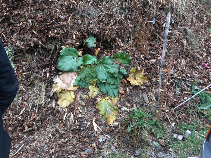 This rhubarb is still going!
