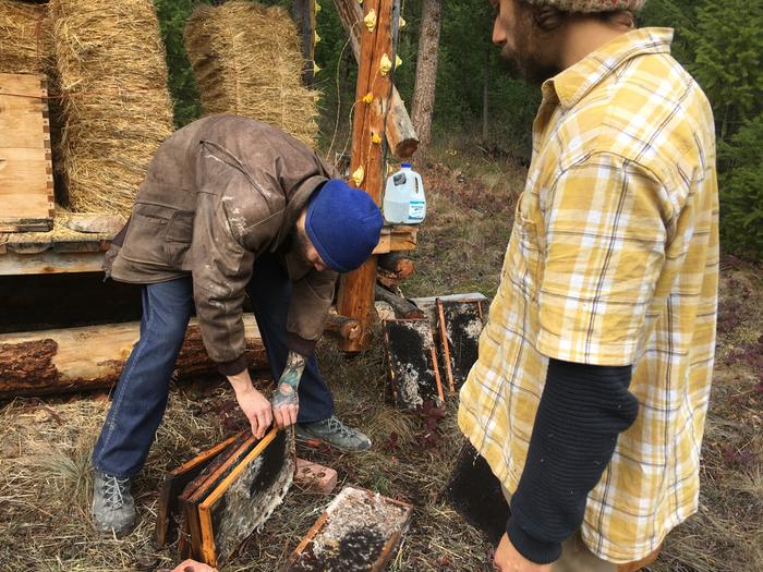 Helping out the Bee hut, W and G