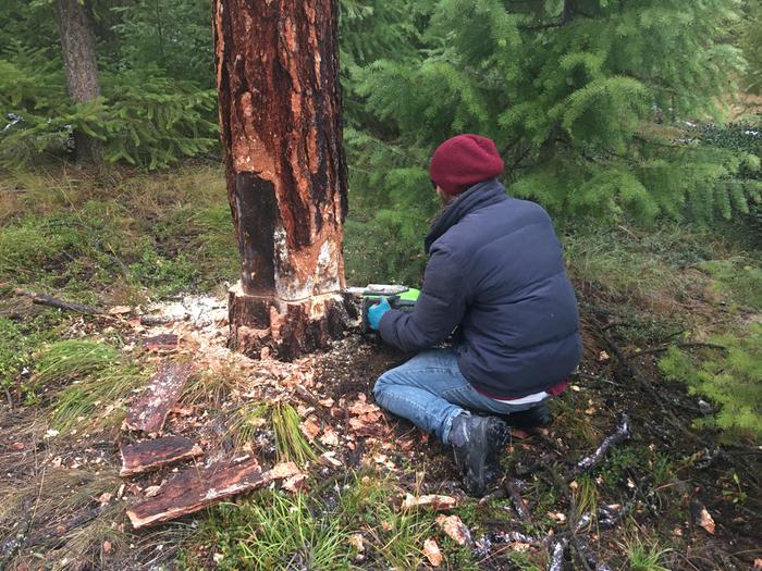 Firewood day.. W makes a first cut