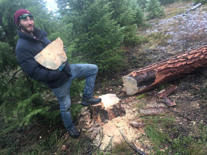 Holding the wedge after safely felling 