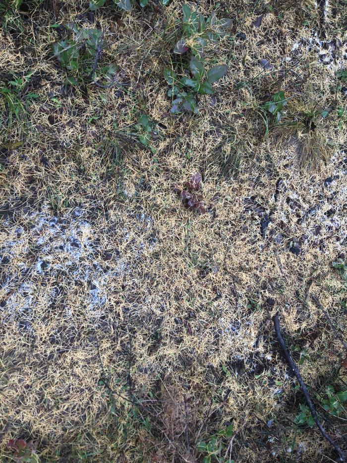 Larch needles make a golden leaf road