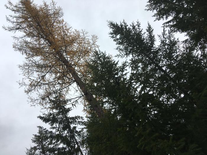 Shedding its final needles