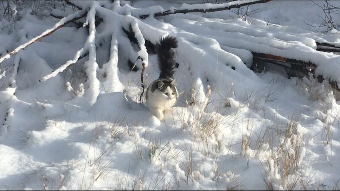 My fishes in the snow