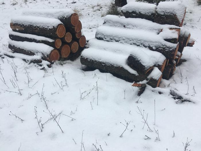 Firewood ready for bucking and chopping