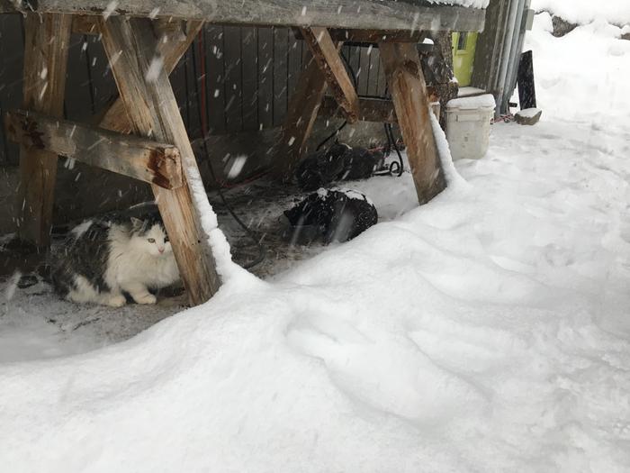 Fishes in the snow