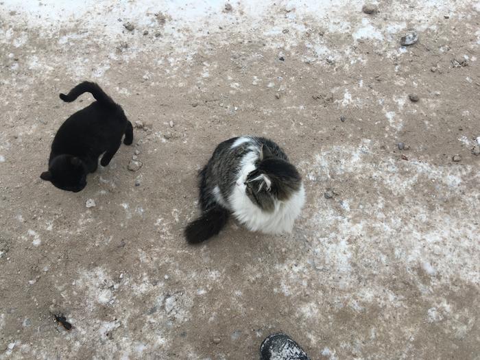 Fluff balls