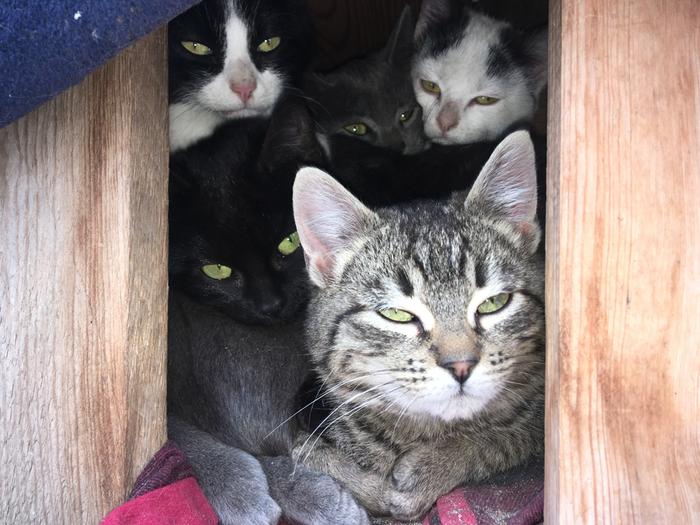 They have two rooms but they like to pile into one..