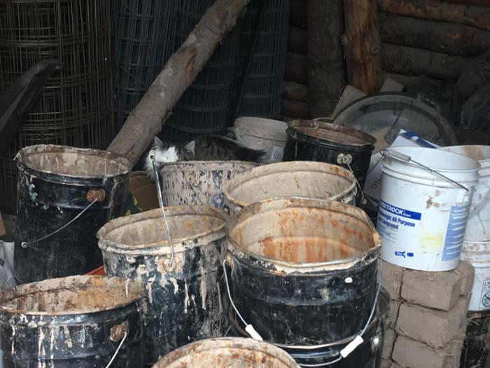 Fishes in a bucket