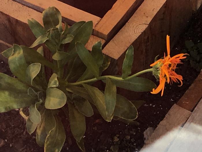 Flower in the greenhouse