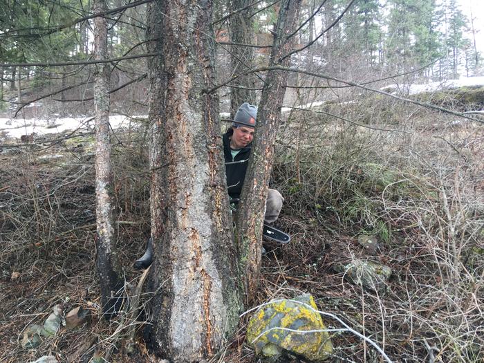  Cutting small tree for a fence post