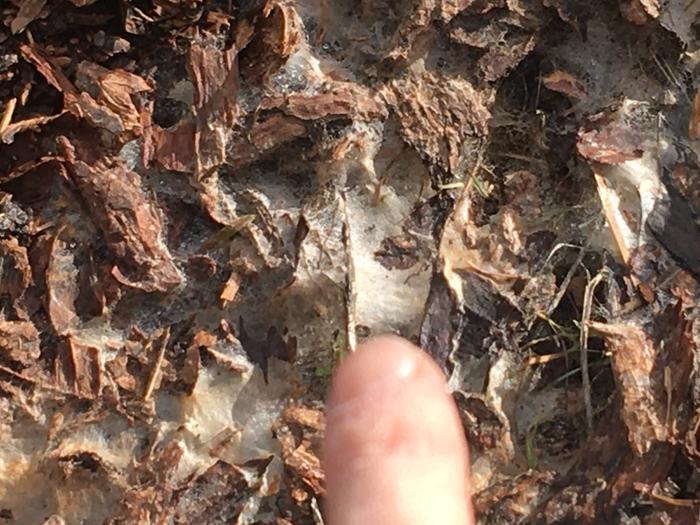 Mycelium? White stuff on top of mulch on a hugel