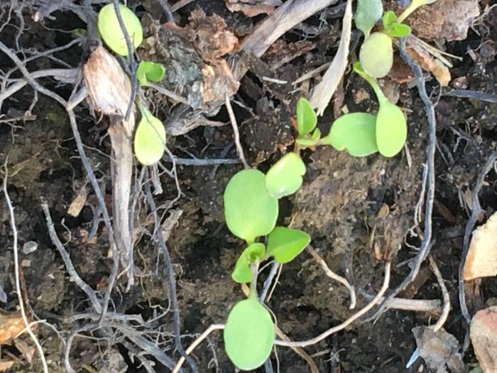 baby plants