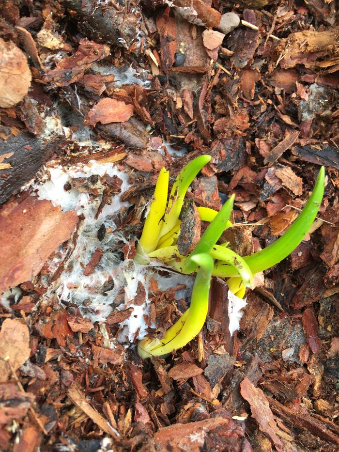 Garlic and mycelium 