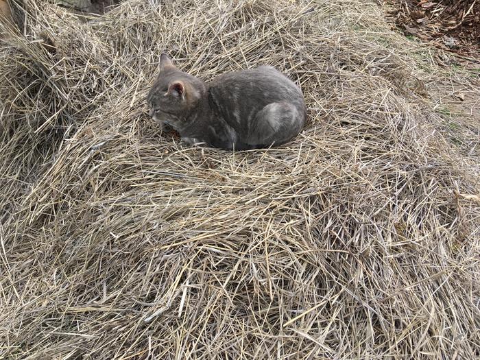 Martin on grass cuttings 