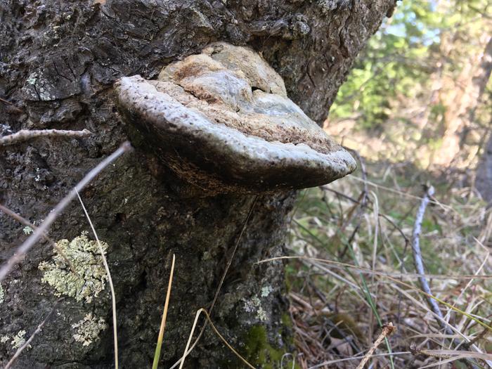 Wild mushroom