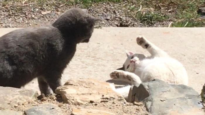 kitties playing