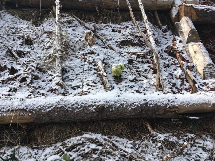 In the snowy garden two survivors..