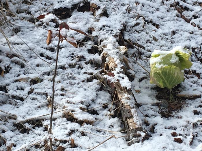 Last years cabbage and a volunteer apple