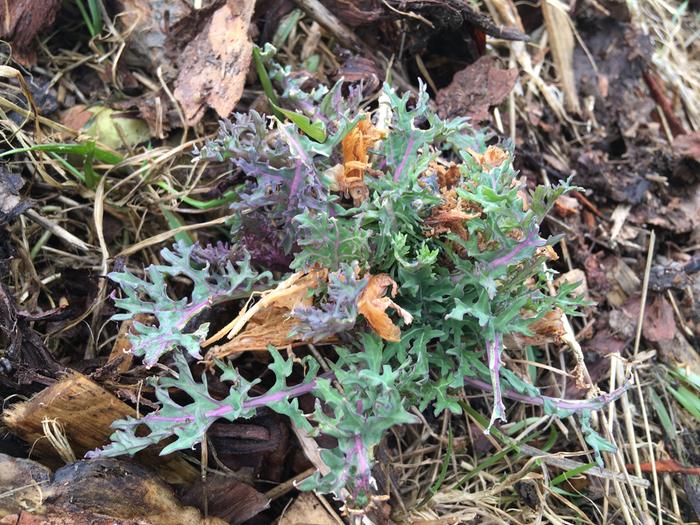 This kale wants to do a second year