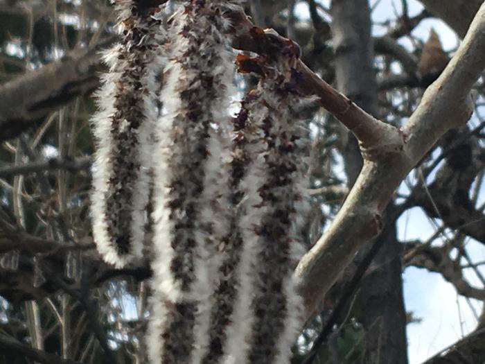 Seed pods 