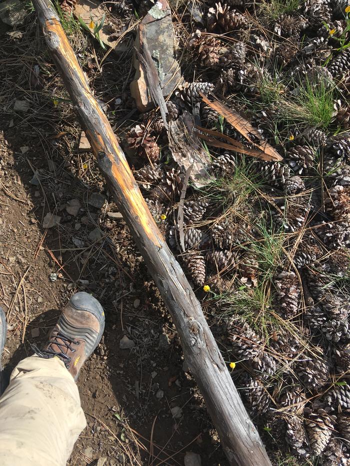 This log was so hard to peel last winter when it was felled.. now the seasons have unglued the tough rind like a well cooked rib bbq.. revealing just the beautiful bone