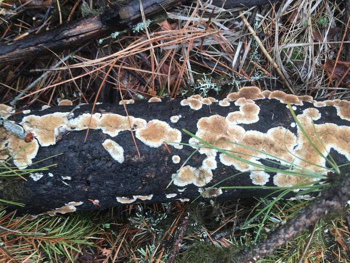 Yellow fungus on charred log 