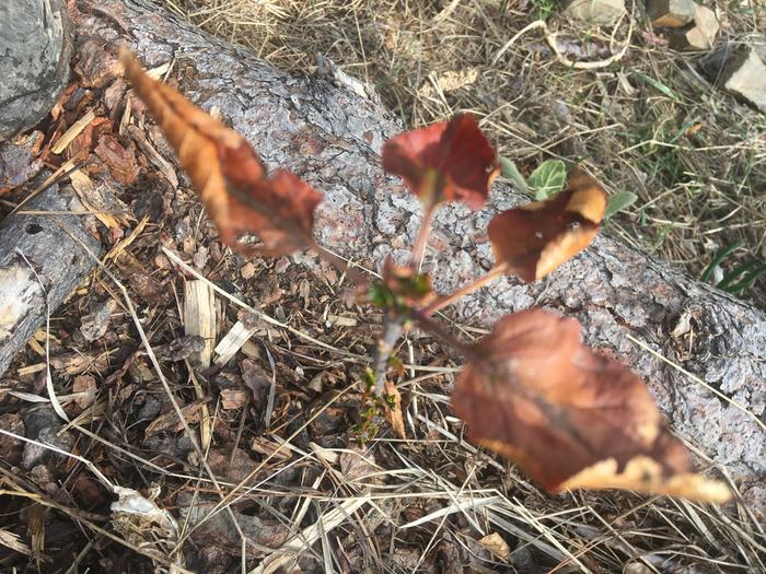 This Apple tree is gonna make it!