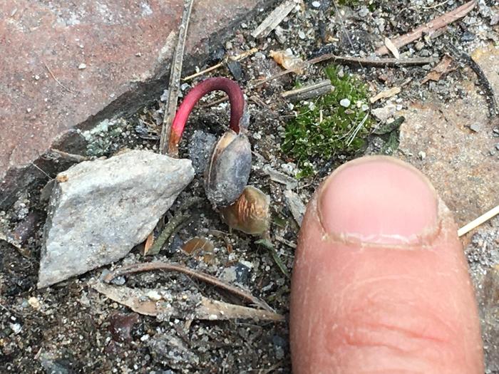 While Pulling weeds from the rock patio, I found this guy.. might leave him for a little while