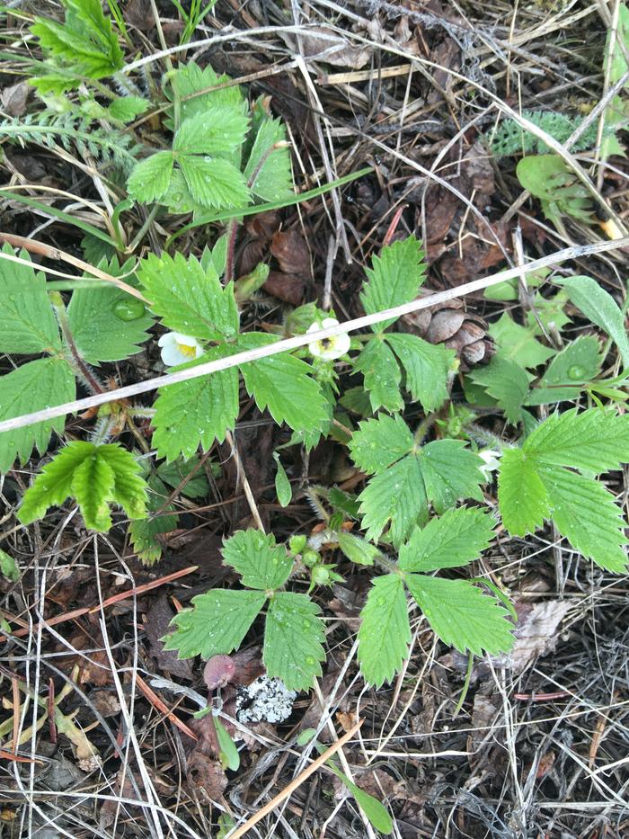 Strawberries are blooming