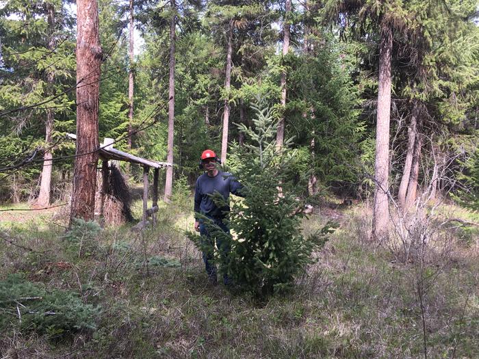 Mark accidentally finds a Christmas tree