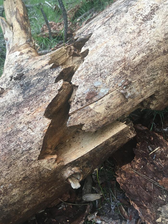 A snapped log.. about 11” or so diameter.. probably Brooke whenever it was felled.. for ash’s bench or prior to ash’s bench