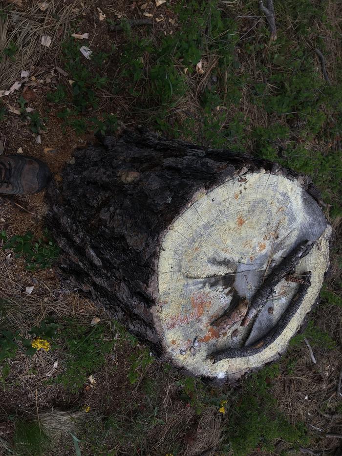 Interesting colors on top of this stump