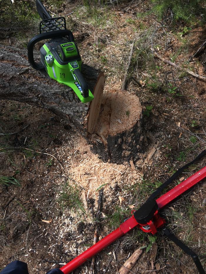 This tree was curvy