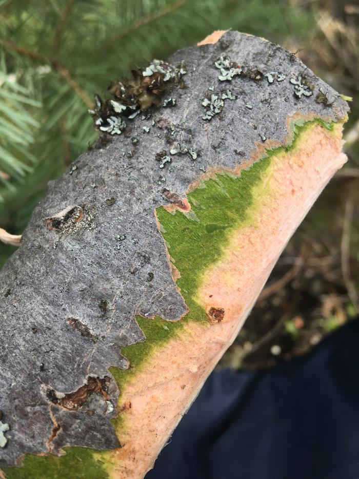 Layers of bark