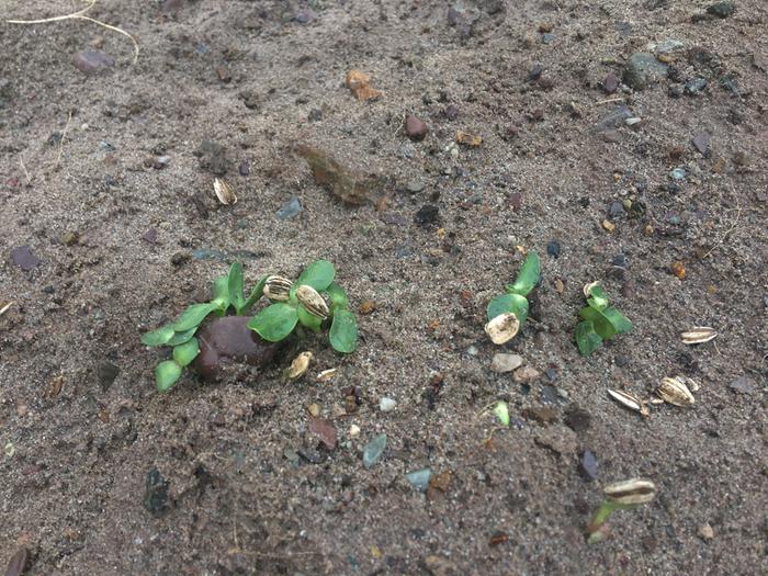 They were from a super healthy seed head from last season.. I thought they’d be hardy sooo just stuck them in and walked away for a week.. watered then covered with a bit of mulch yesterday