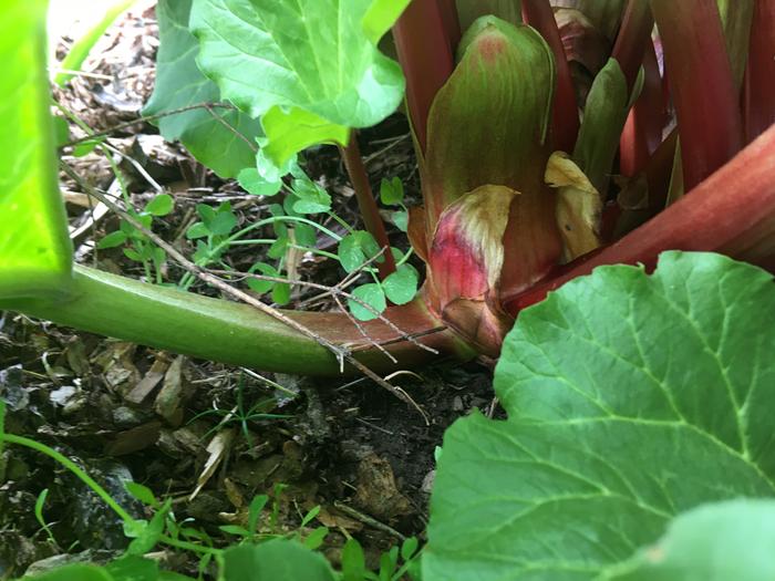 The peas seem to like rhubarb shade