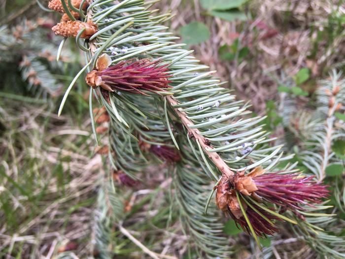 Cool flowers at the top of a felled tree; peeling logs for advert wing wall