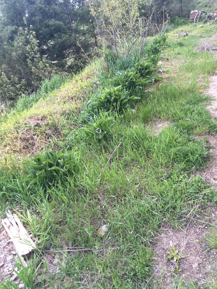 I saw yesterday that these comfrey are quite orderly lined up; shower shack 