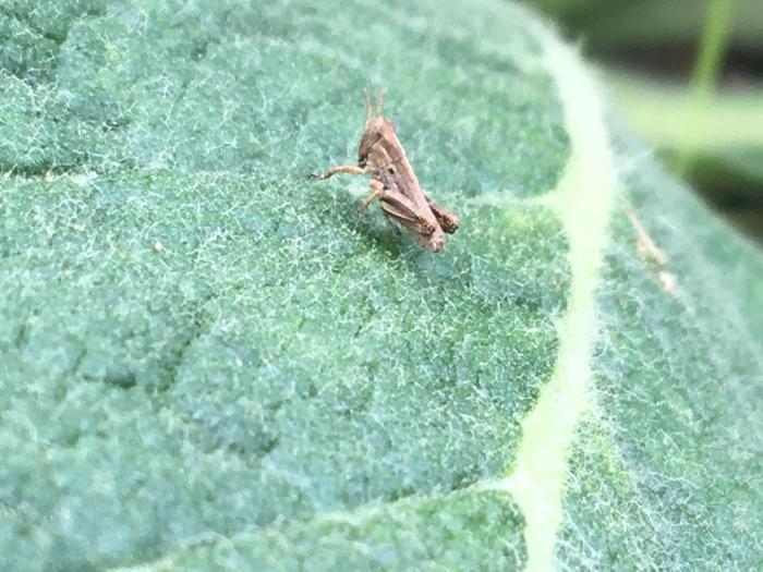 Tiny grasshopper 