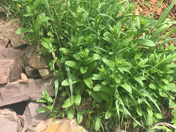 Lots of mustard greens