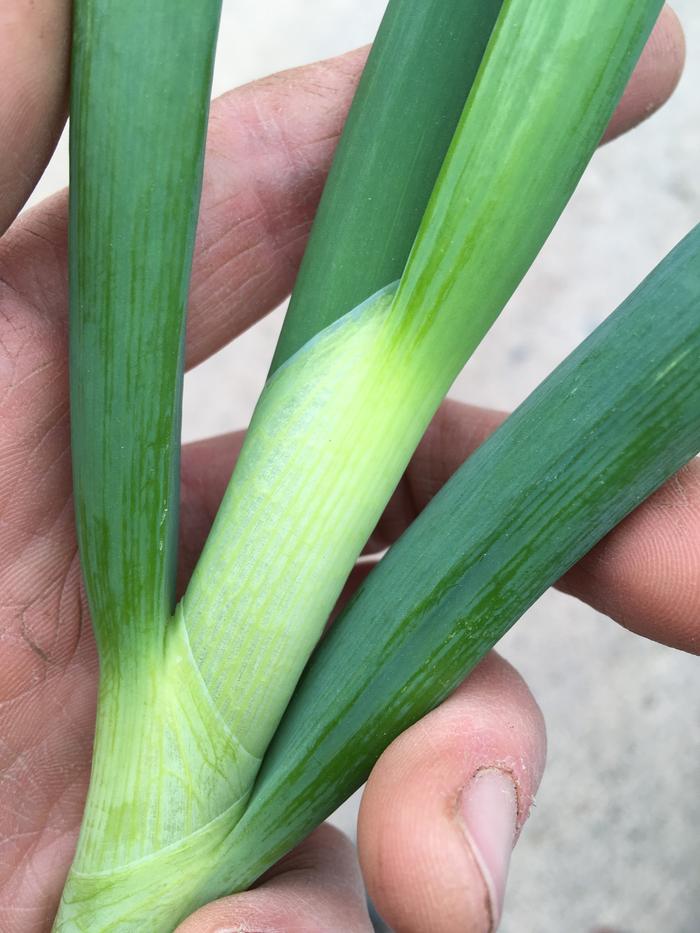 Accidentally cut this beautiful onion