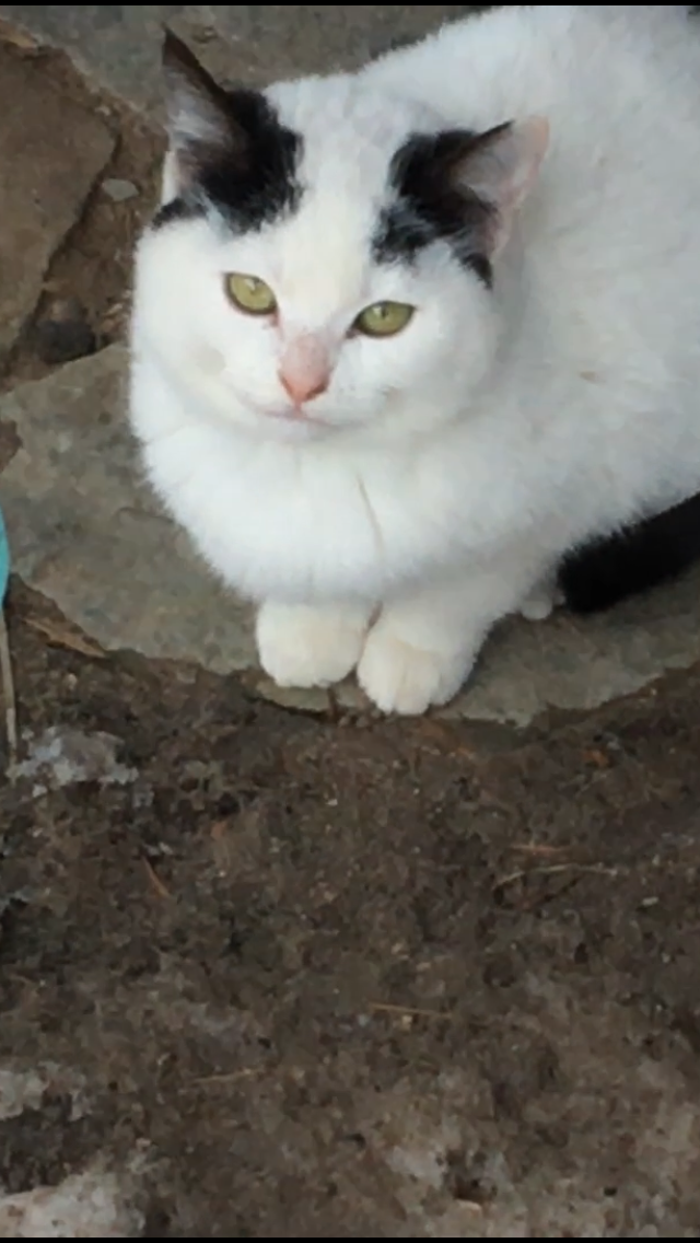 Have you seen this cat? She’s been unseen for 4 days.. I hope she’s doing very well during her solo journey.. Maang 