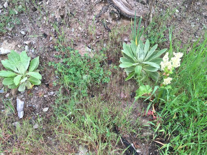 Saw these growing in a corner of arakis.. two mullein, a salsify, and a sad but flowering rhubarb