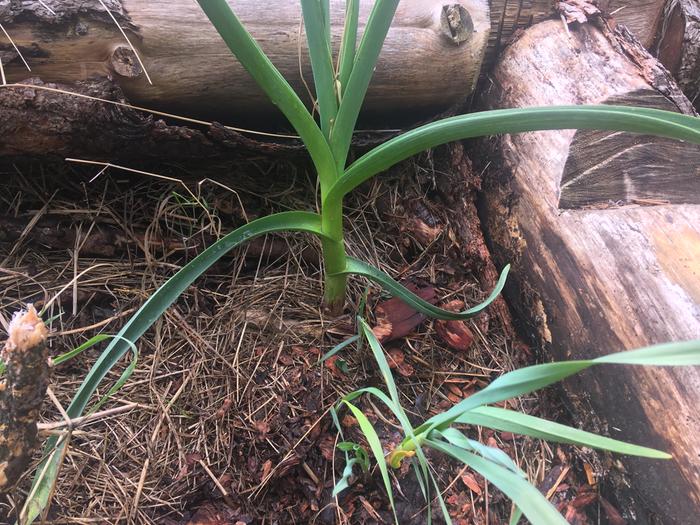 The big garlic bulb from last season that I re planted