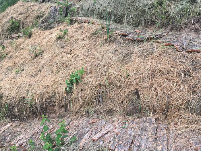 The photo doesn’t do this much justice.. bark pathways and fresh mulch and little seedling nests.. East side of large primary hugel.. nice work Stephen!