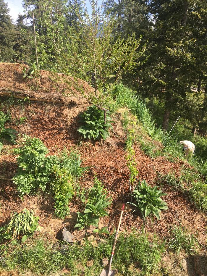 Snowflake gardening