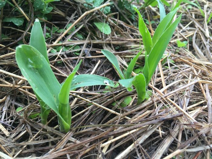 OH BABY corn!