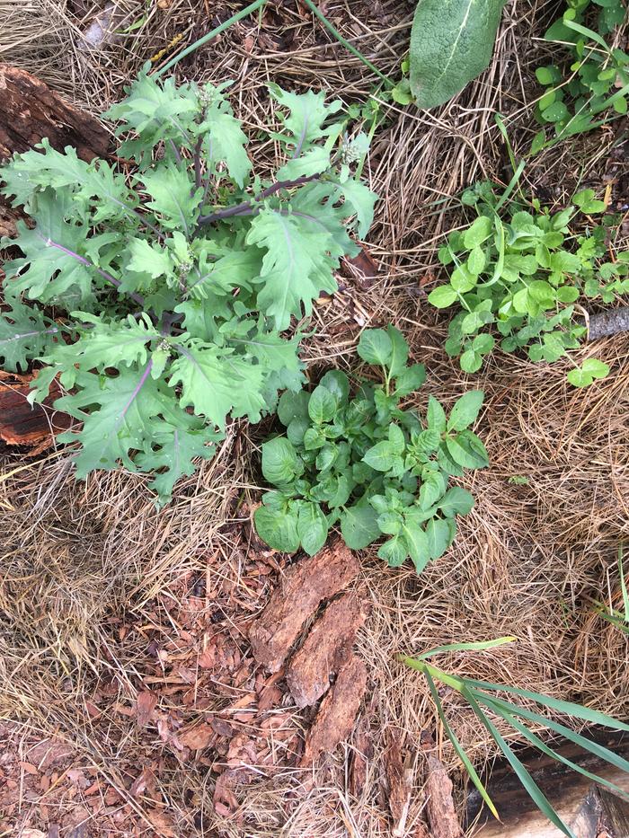 Volunteer potato getting big