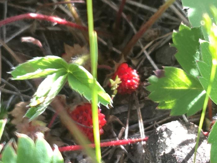 Picked strawberries on Tuesday