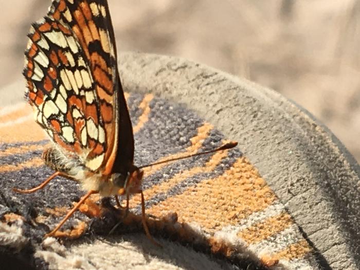 Butterfly close up